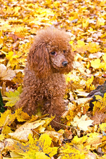 Un petit caniche miniature assis au milieu des feuilles, attendant un ordre.