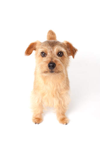 Un norfolk terrier se tenant droit, attendant un peu d'attention