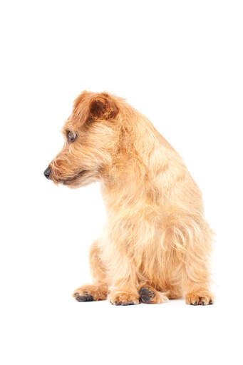 Un beau petit norfolk terrier avec un poil sain, épais et nerveux