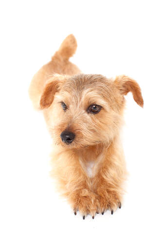 Un beau petit norfolk terrier qui étend ses pattes et ses griffes