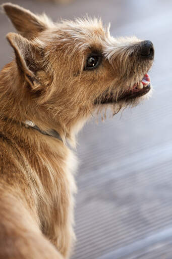 Gros plan sur l'incroyable pelage épais et filiforme du norwich terrier