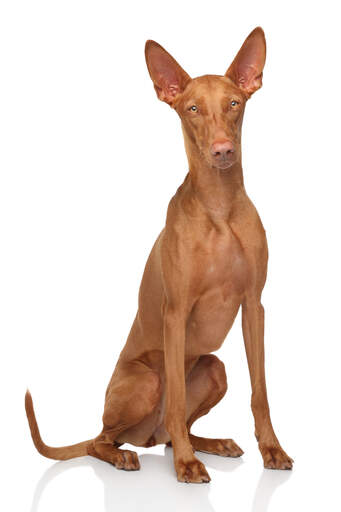 Un GorGeous bitch pharaoh hound assis proprement