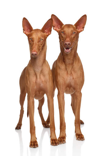 Deux jeunes chiens pharaons en bonne santé qui attendent patiemment un peu d'attention