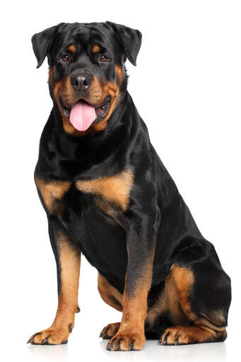 Un rottweiler à l'air fier, bien assis, attendant un ordre.