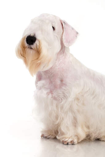 L'incroyable barbe broussailleuse d'un sealyham terrier et son magnifique pelage blanc et doux