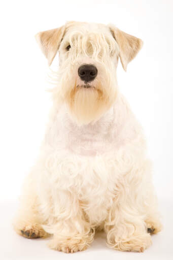 Un sealyham terrier avec ses oreilles typiquement pointues, assis proprement