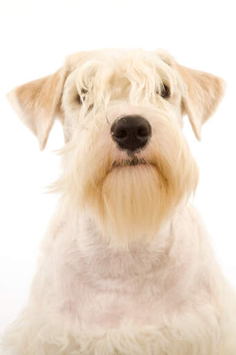 Un adorable petit sealyham terrier, montrant sa belle frange blonde et sa barbe