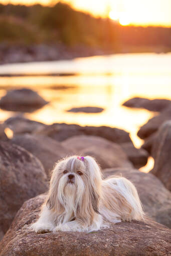 Un shih tzu avec un beau et long pelage couché sur un rocher