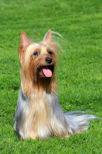 Un heureux australien silky terrier prêt à jouer