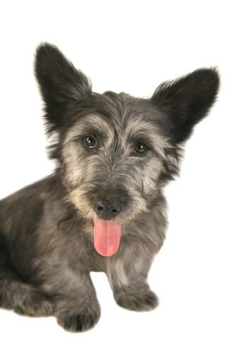 Gros plan sur les incroyables grandes et douces oreilles d'un skye terrier