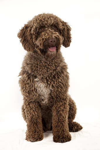 Un chien d'eau espagnol adulte assis bien sagement, attendant un ordre