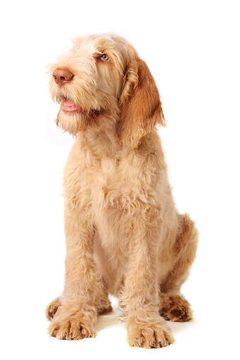 Un beau spinone italiano pour jeunes adultes, assis proprement, attendant un peu d'attention.