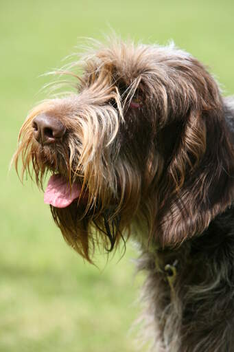 Un gros plan de l'incroyable barbe broussailleuse d'un italien de spinone