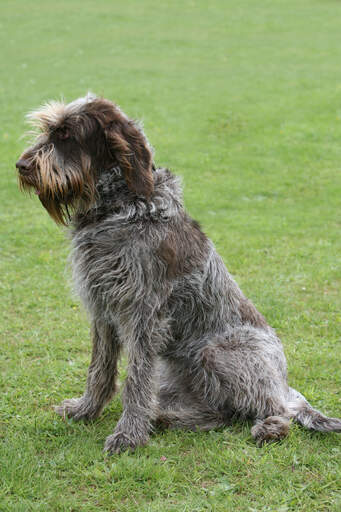 Un adorable spinone italiano adulte assis bien sagement, attendant une commande de son propriétaire