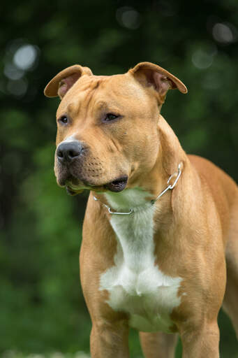 Gros plan sur le beau visage sévère d'un staffordshire bull terrier