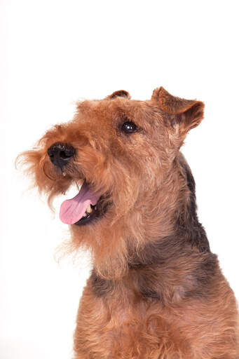 Gros plan sur la barbe et les oreilles tombantes d'un terrier gallois.