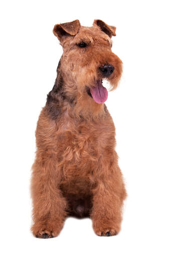 Un mâle adulte welsh terrier assis patiemment, attendant un ordre