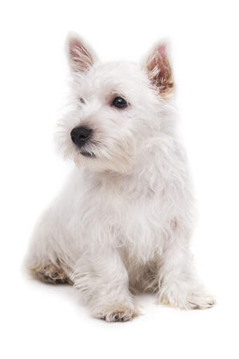 A GorGeous, petit chiot west highland terrier assis très proprement, attendant un peu d'attention