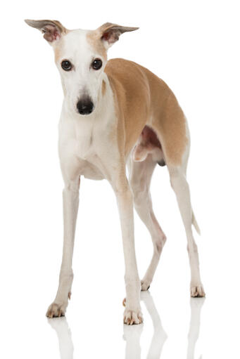 Un jeune mâle whippet avec les oreilles dressées attentivement