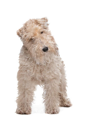 Le pelage blanc magnifiquement doux d'un fox-terrier à poil dur