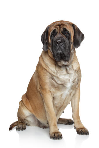 Mastiff-white-background