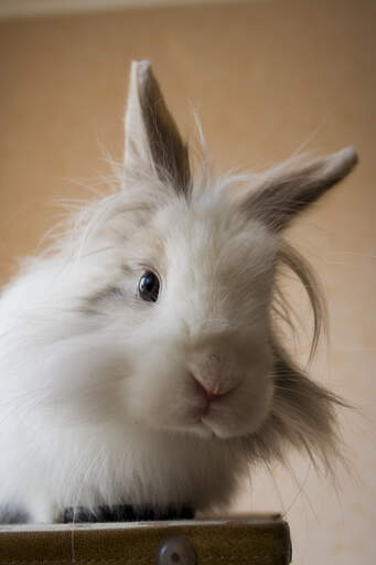 Un lapin à tête de lion avec une grosse fourrure blanche et duveteuse sur la tête