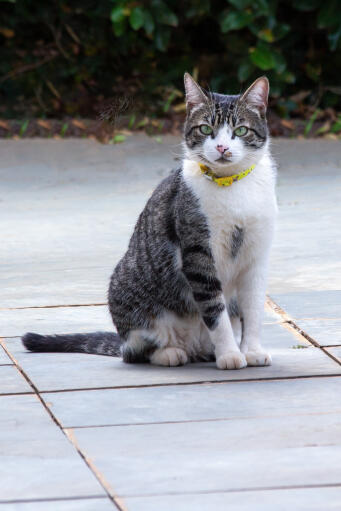 Chat américain à poil dur avec un collier jaune assis sur un patio