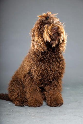 Chien barbet châtaigne chouchouté avec pince à cheveux