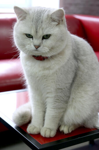 Chat british shorthair tipped assis sur une table rouge
