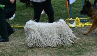 puli en expo