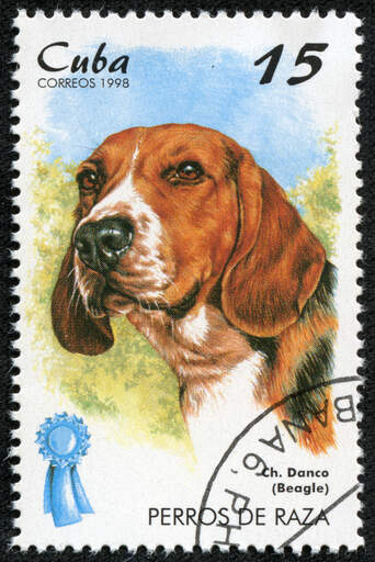 Un beagle sur un timbre cubain