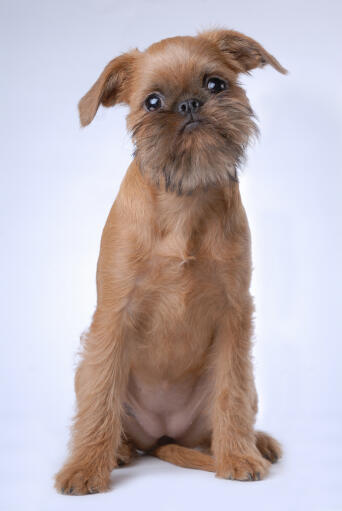 Un adorable petit chiot griffon de bruxelles qui attend patiemment qu'on s'occupe de lui