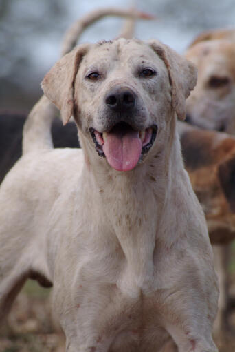 Gros plan sur la belle et forte tête d'un foxhound anglais