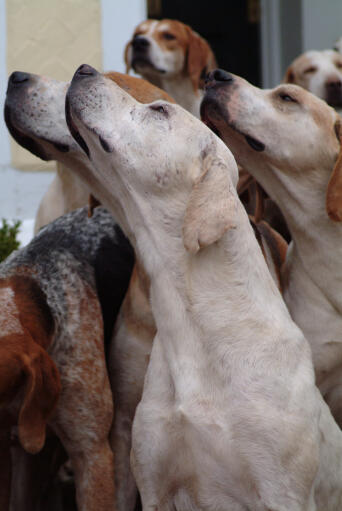 Un groupe de foxhounds anglais utilisant leurs nez sensibles