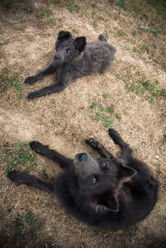 Deux schipperkes couchés ensemble, attendant patiemment un peu d'attention