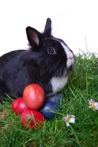 Les belles oreilles courtes d'un lapin à tête de lion noir et blanc