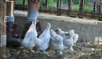 Poulets dans le parcours