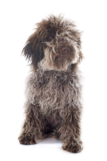 Un mignon chiot laGotto romagnolo avec un nez mignon et un poil hirsute