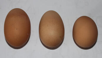 Différentes tailles d'œufs de 3 de mes ex filles de batterie