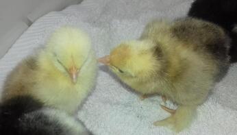 Pekin Chicks - 2 jours