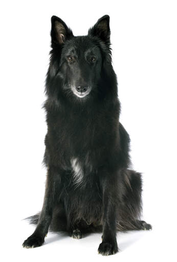 Un beau chien berger belge (groenendael) assis