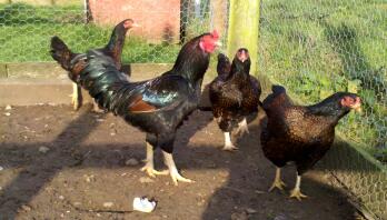 Poulets dans leur poulailler en regardant dehors