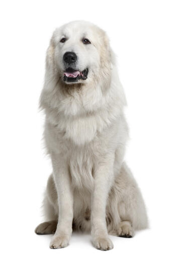 Un chien de montagne pyrénéen au poil épais, doux et blanc, haletant