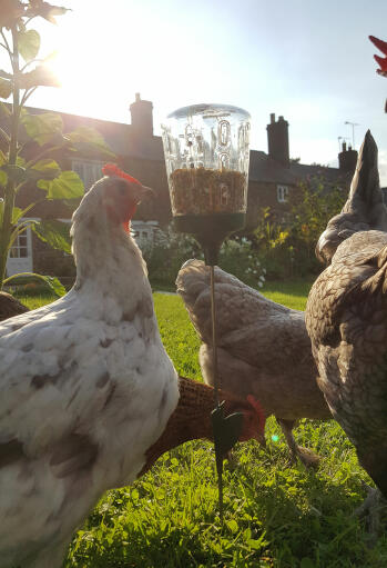 Le jouet à picorer permet à vos poulets de varier leurs activités et de rester intéressés plus longtemps.