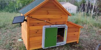 Porte automatique installée sur un poulailler en bois