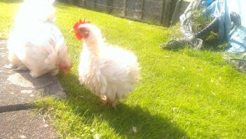 Mon coq Frizzle Serama X Pekin