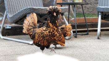 Un poulet polonais sur un patio