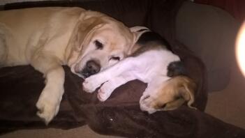 Chiot Labrador et beagle.