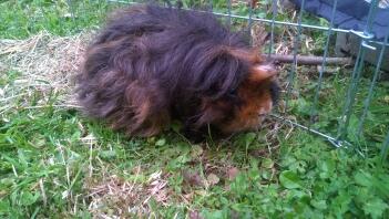 Max le cochon Texel avant une coupe de cheveux