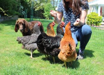 Mon épagneul et mes poulets sont les meilleurs amis du monde